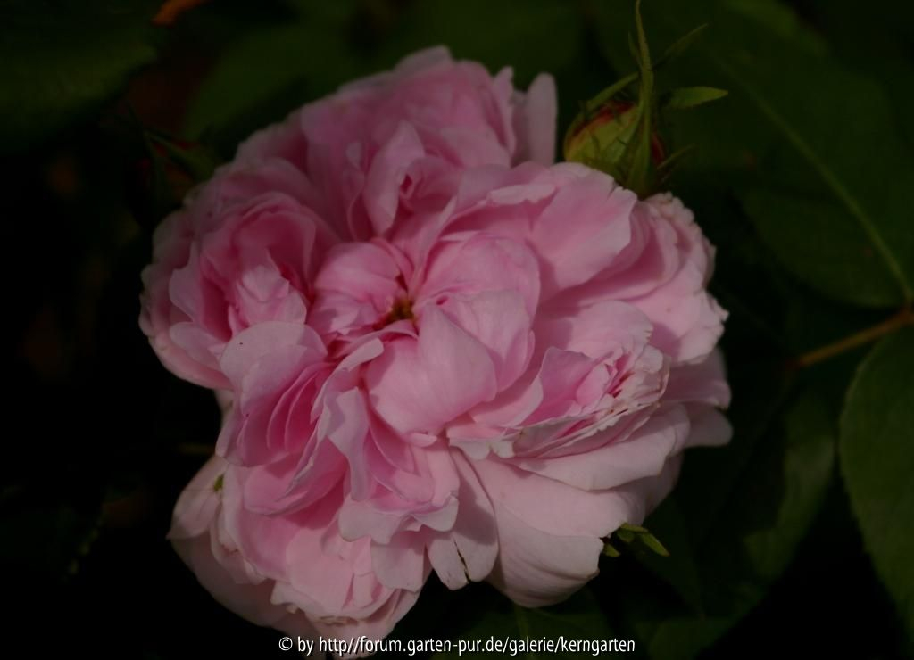 Jacques Cartier
