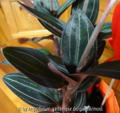 Ludisia discolor 2.jpg