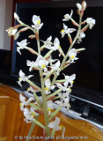Ludisia discolor 1.jpg