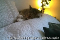 Prinzessin