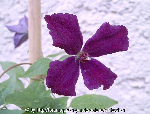 unbekannte Clematis