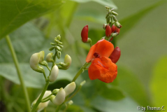 Bohnenblüten