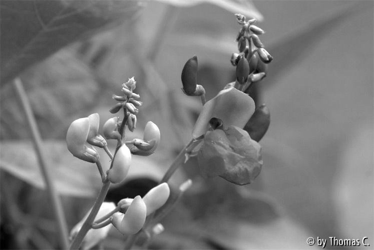 Bohnenblüten s/w