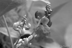 Bohnenblüten s/w