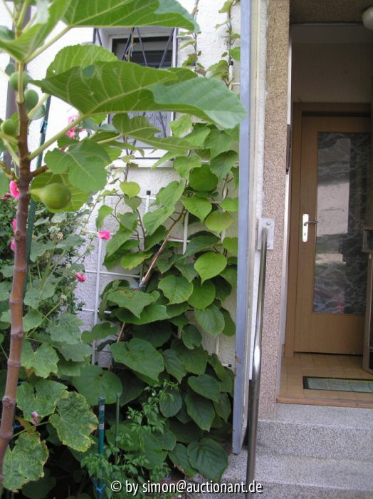 Kiwi 2006