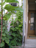 Kiwi 2006