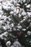 Pinus_parviflora_14-1.jpg