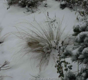 Stipa_tenacissima-PonyTails_14-1.jpg