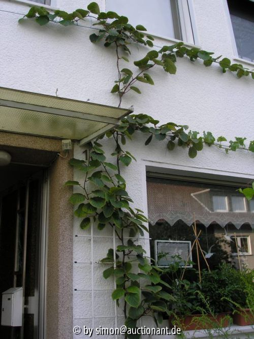 Kiwi 2006