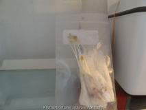Prunus serrulata Germination Kühlschrank