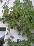 Wein