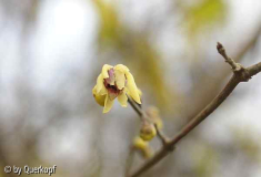 Chimonanthus Blüte Weihnachten 14