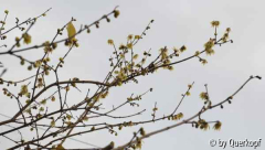 Chimonanthus Zweig Weihnachten 14