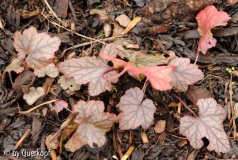 Heucherella