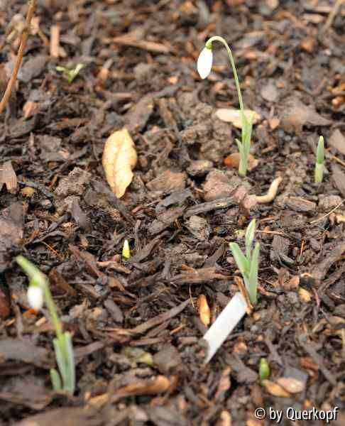 Galanthus nivalis