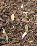 Galanthus nivalis