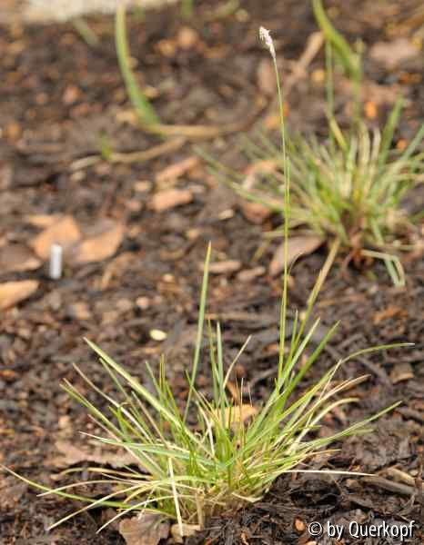 Sesleria autumnalis mit Blüte