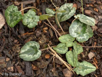 Cyclamen hederifolium