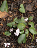 Cyclamen coum