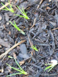 Crocus