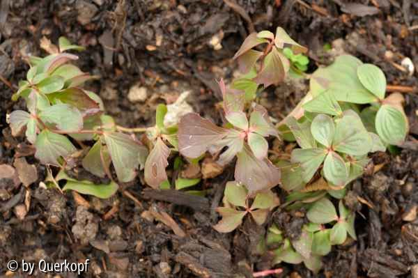 Cornus canadensis