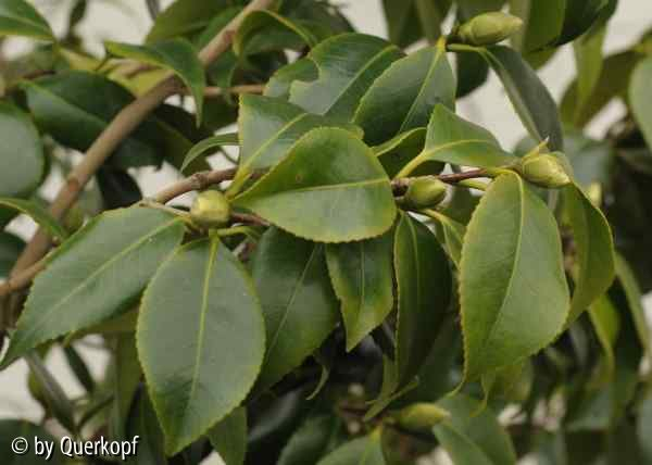 Camellia Hagoromo, Knospen