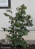 Camellia Hagoromo, Habitus
