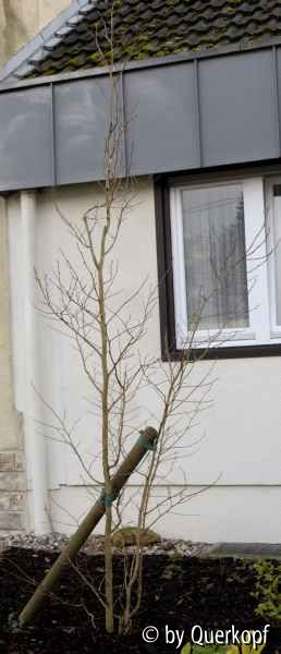 Stewartia sinensis