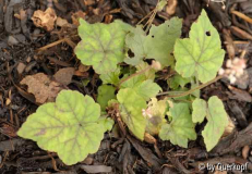 Tiarella wherryi