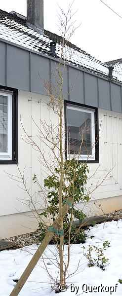 Stewartia im Schnee