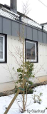 Stewartia im Schnee