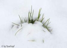 Sesleria im Schnee
