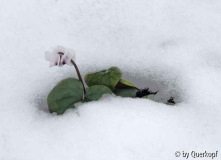 Cyclamen coum im Schnee