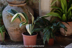 Aspidistra_15-01-04.jpg
