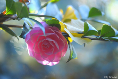 garden glory2 dez14