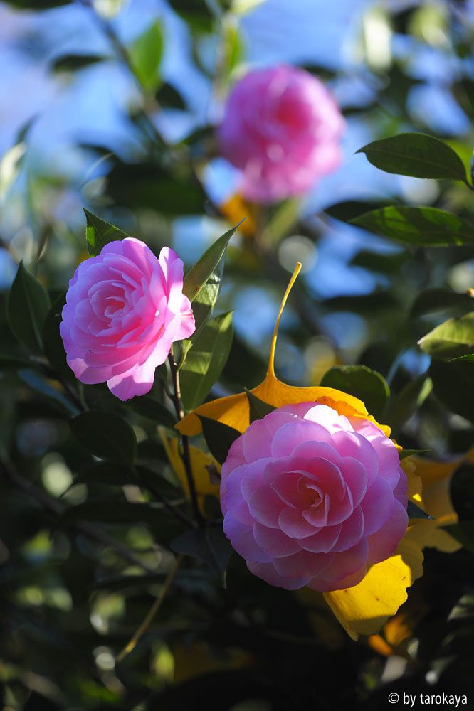 garden glory dez14