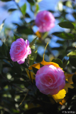 garden glory dez14