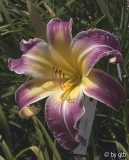 GT03-KR6_16