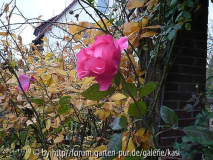 10. Nov. 14 - Letzte Rose?