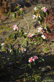 yume ganz jan15