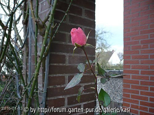 10. Nov. 14 - Letzte Rose? Nein