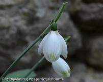 Gem gt_15-01-16.jpg