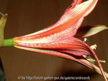 Hippeastrum-Tango_Seite