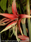 Hippeastrum-Tango