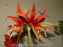 Hippeastrum-Merengue