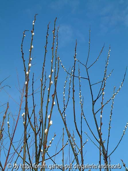 Salix-caprea-Silberglanz