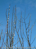 Salix-caprea-Silberglanz