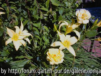 Taglilie gelb NN mit Rose Friesia