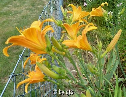 Berleyer Septembersonne