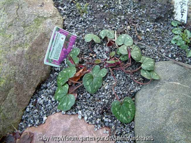 Cyclamen coum Marianne